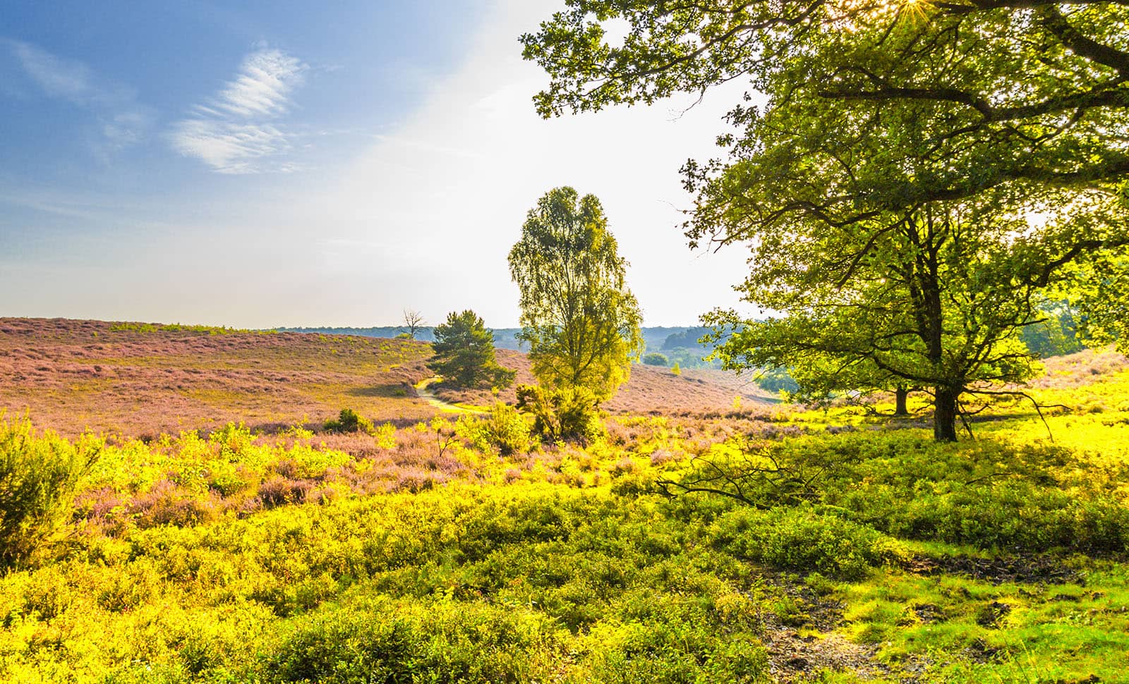 Veluws bio divers landschap verbeterd door Atechpro duurzame en gasloze energieoplossingen.